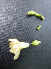 Anthocleista microphylla