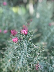 Alloxylon brachycarpum