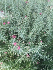 Alloxylon brachycarpum