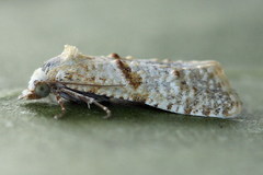 Phtheochroa kenneli