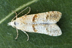Phtheochroa kenneli