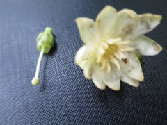 Anthocleista microphylla