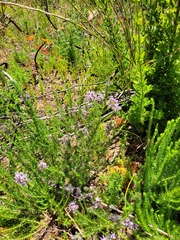 Aspalathus cephalotes