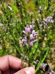 Aspalathus cephalotes