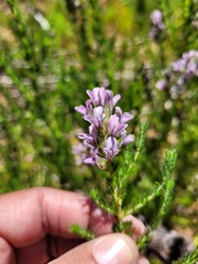 Aspalathus cephalotes