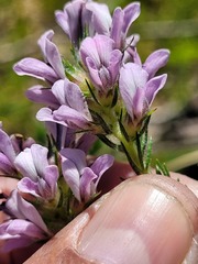 Aspalathus cephalotes