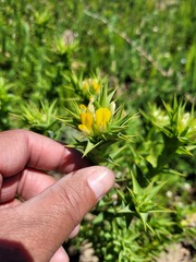 Aspalathus cordata