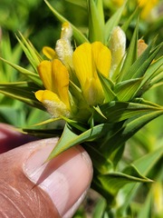 Aspalathus cordata