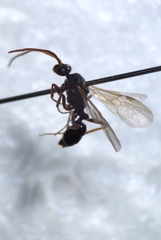 Braconidae