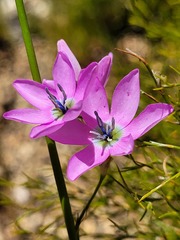Ixia polystachya