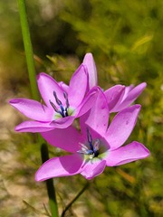 Ixia polystachya