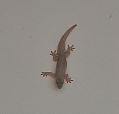 Hemidactylus platyurus