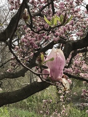 Magnoliaceae