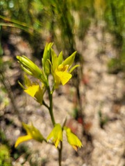 Orthochilus litoralis