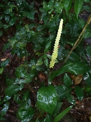 Prescottia cordifolia