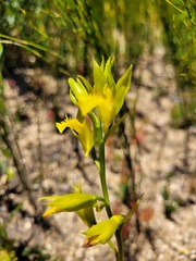 Orthochilus litoralis
