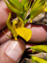 Orthochilus litoralis