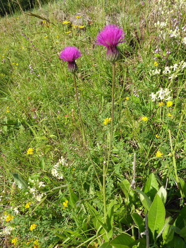 Image of Cirsium pannonicum by (c) Michael Andresek, some rights reserved (CC BY)