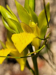 Orthochilus litoralis