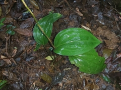 Prescottia cordifolia