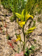 Orthochilus litoralis