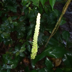 Prescottia cordifolia