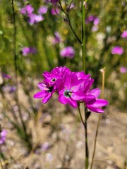 Ixia polystachya