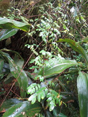 Phyllanthus dinklagei