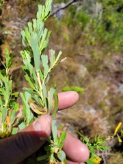 Cliffortia cuneata