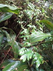 Phyllanthus dinklagei