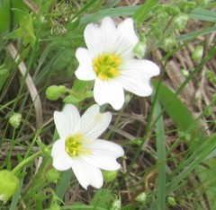 Mononeuria nuttallii