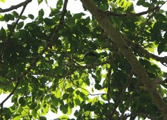 Chloropsis sonnerati