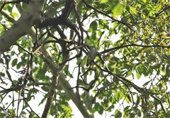 Dicaeum chrysorrheum