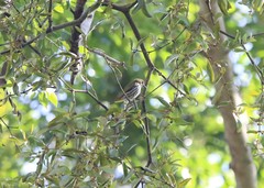 Dicaeum chrysorrheum