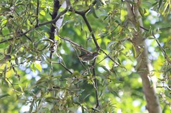 Dicaeum chrysorrheum