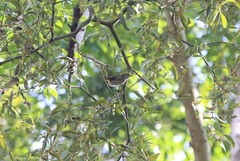 Dicaeum chrysorrheum