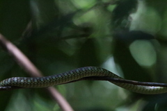 Dendrelaphis kopsteini