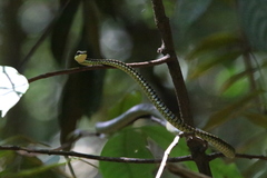 Dendrelaphis kopsteini