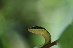 Dendrelaphis kopsteini