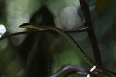 Dendrelaphis kopsteini