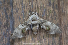 Daphnusa sinocontinentalis