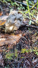 Helvella maculata