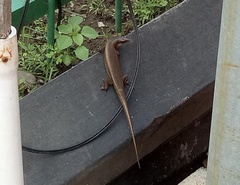 Eutropis multifasciata