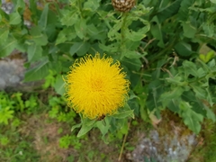 Centaurea macrocephala