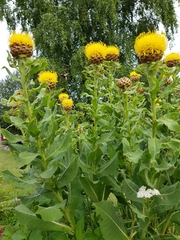 Centaurea macrocephala