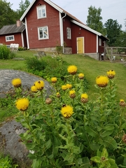 Centaurea macrocephala