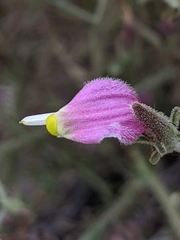 Cordylanthus parviflorus
