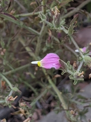 Cordylanthus parviflorus