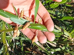 Carmichaelia williamsii