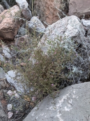 Cordylanthus parviflorus